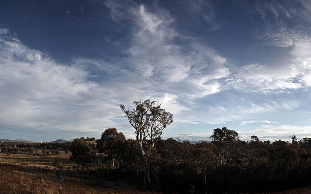 aranda bush pano.jpg